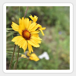 yellow flowers Magnet